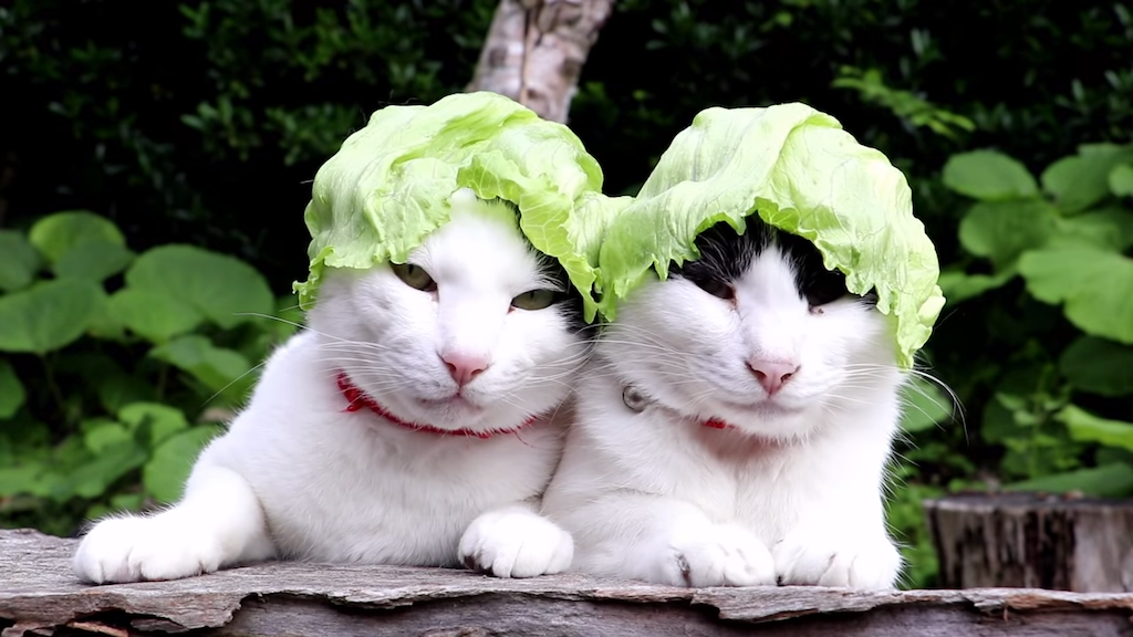 Cats-With-Lettuce-Hats